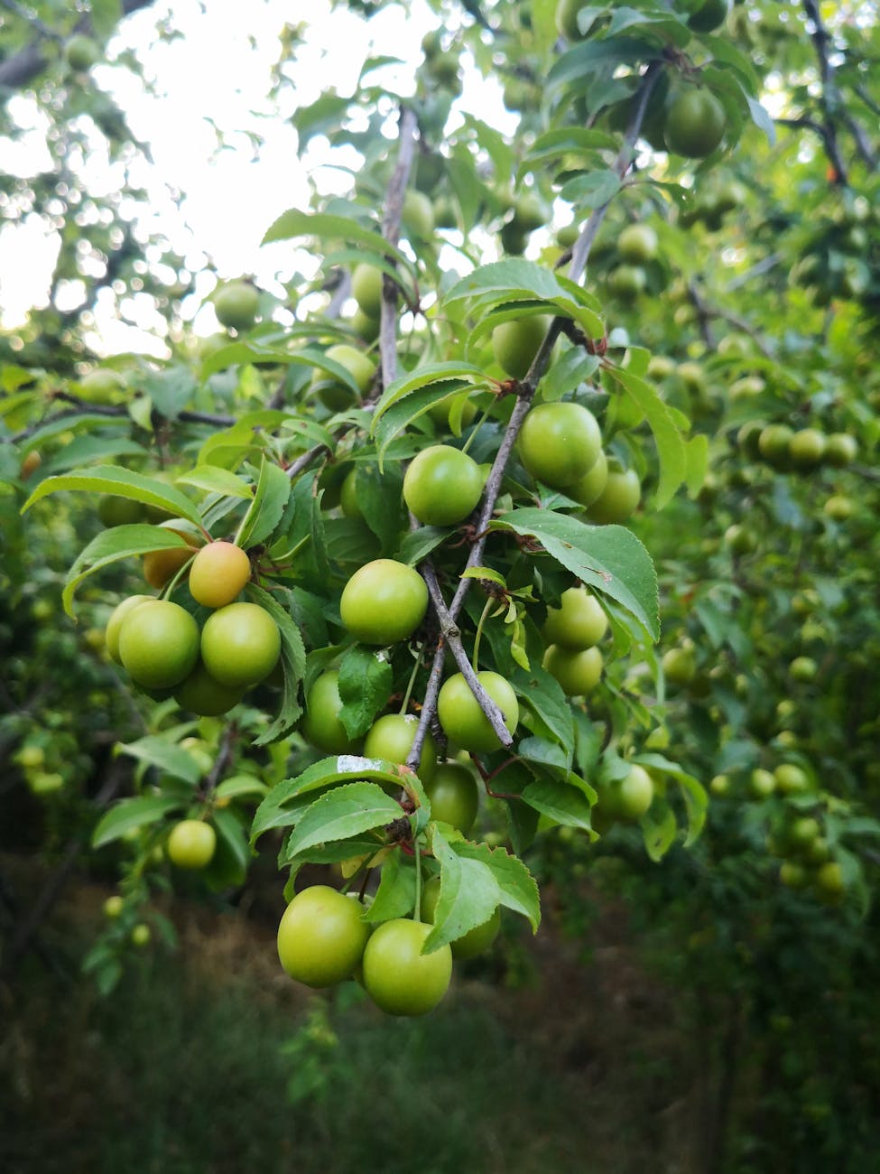 green fruit tree close up photography